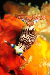 Nembrotha Lineolata. Taken on my 100th dive in Tioman Isl... by Mohan Thanabalan 